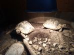 Hermanns : Both Female approx 7 years old (Freya & Flora)